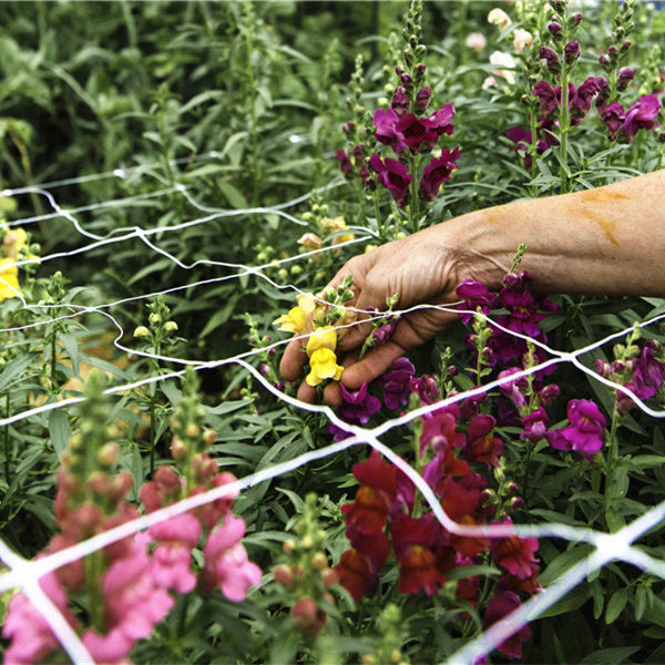 hortonova trellis nets application- (1)