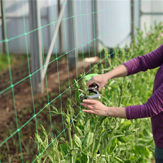 plant trellis nets application- (6)